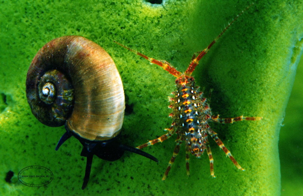 бокоплав паразитическая брандтия и моллюск байкальская затворка