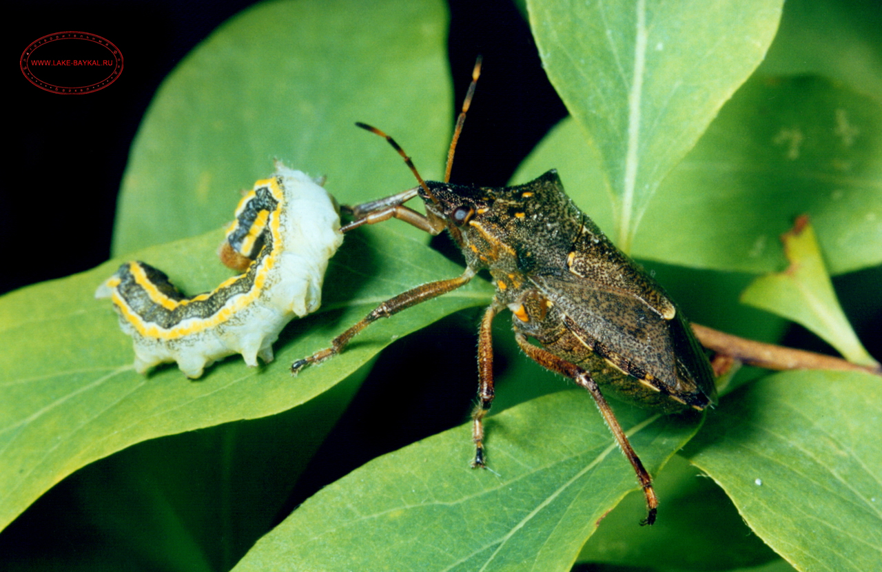 клоп двузубчатый щитник и гусеница бабочки-совки