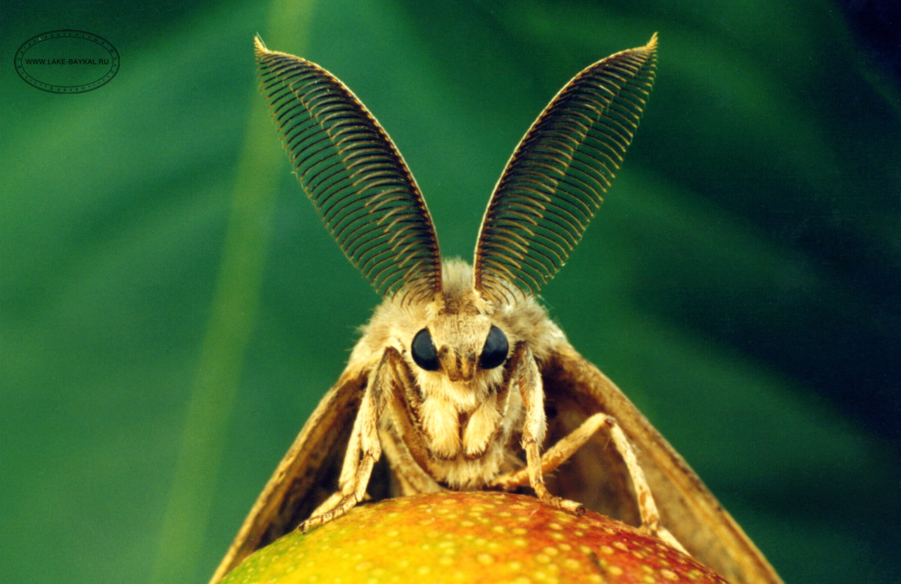 бабочка непарный шелкопряд