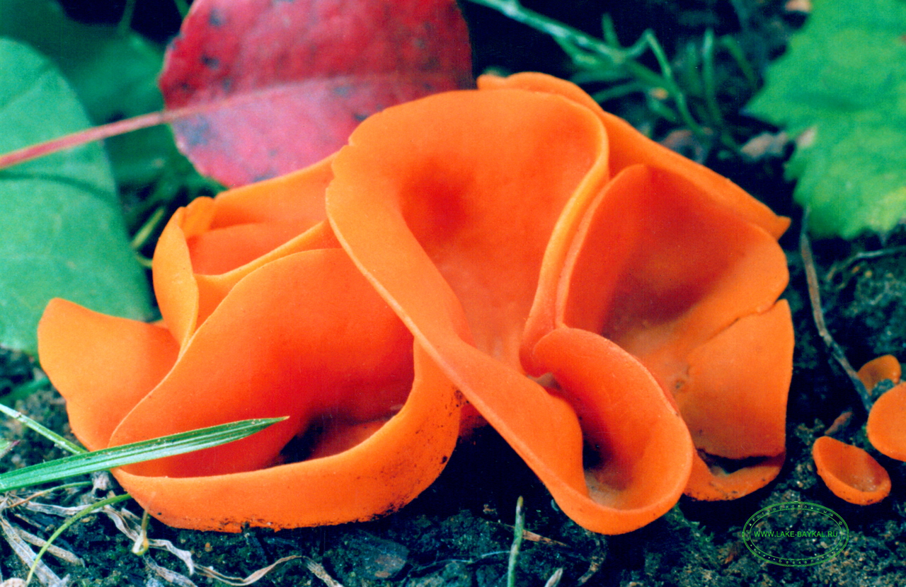 гриб оранжевая алеврия