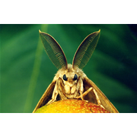 Бабочка непарный шелкопряд